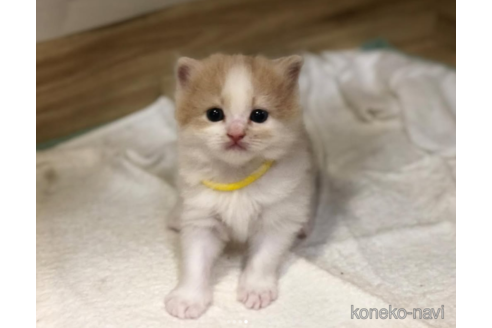 販売中の高知県のスコティッシュフォールド-120877の2枚目